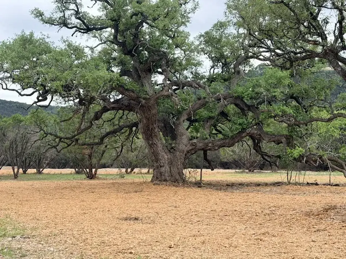 Wimberley — Forestry Mulching
