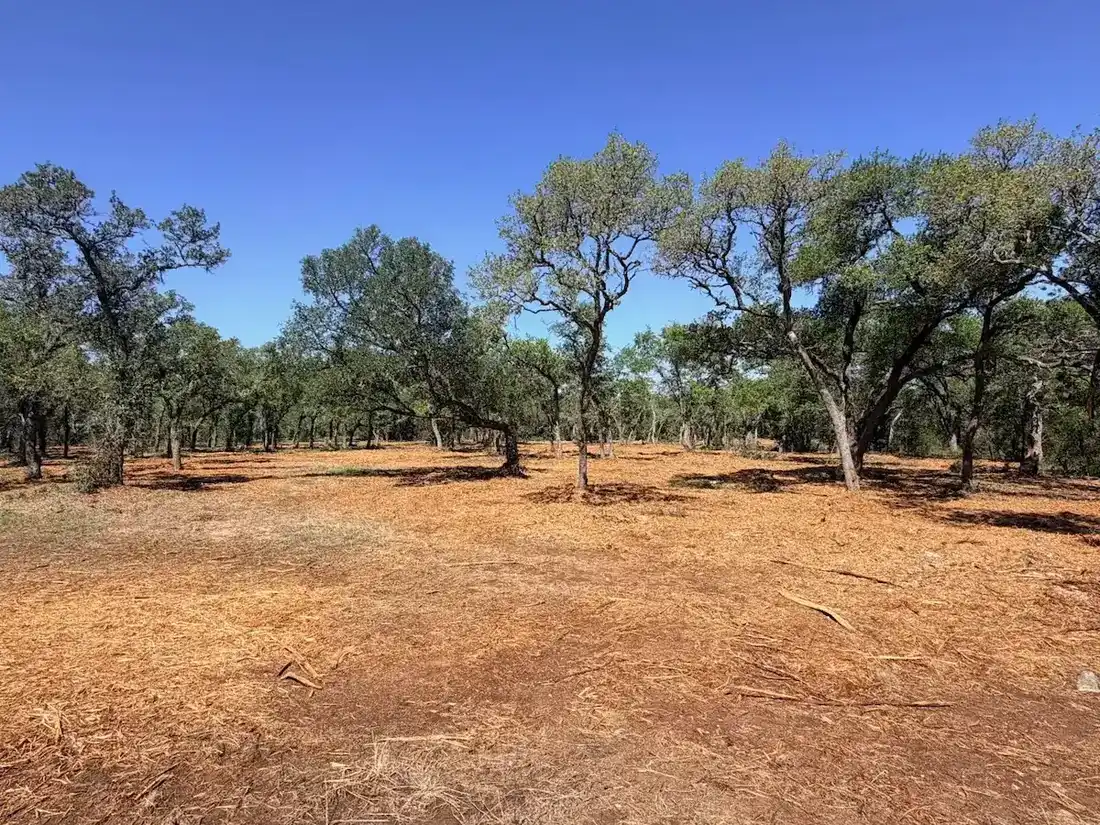 Canyon Lake — Forestry Mulching