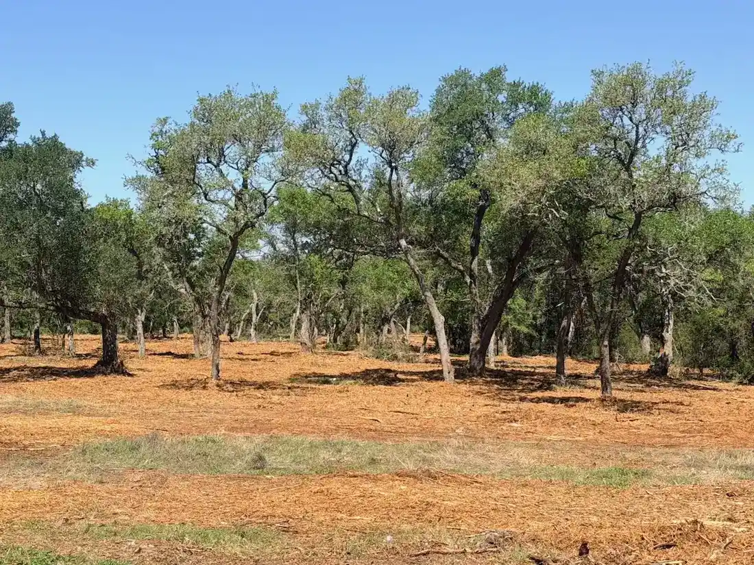 Cost of Clearing Cedar per Acre in the Texas Hill Country
