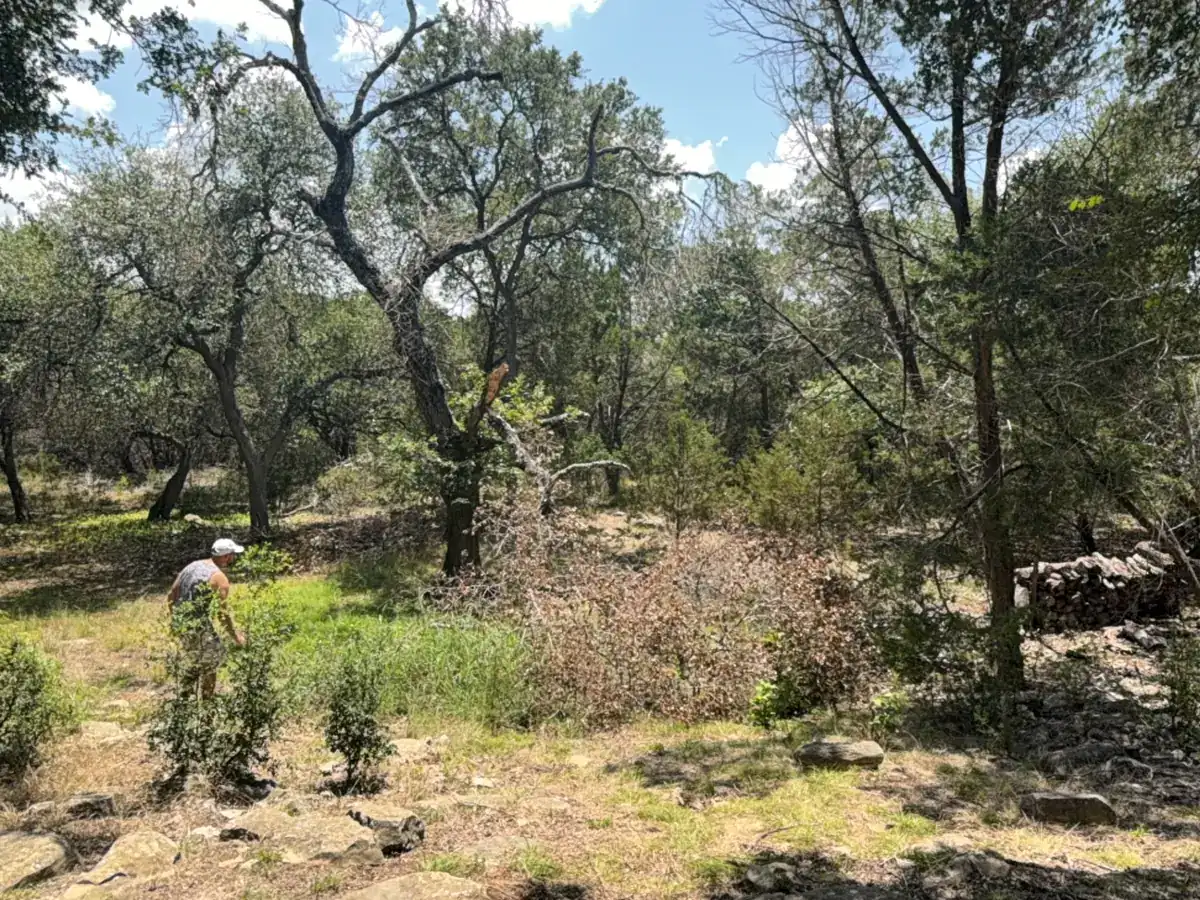 Before — Dense Underbrush Under Oaks - Driftwood, TX