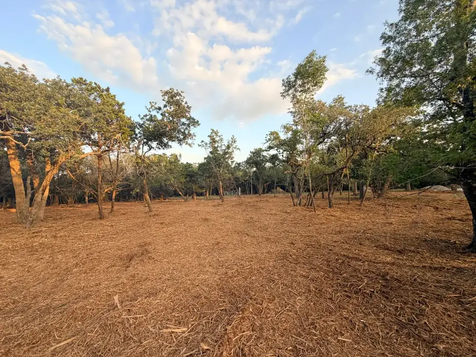 Open oak stand after cedar and underbrush were mulched