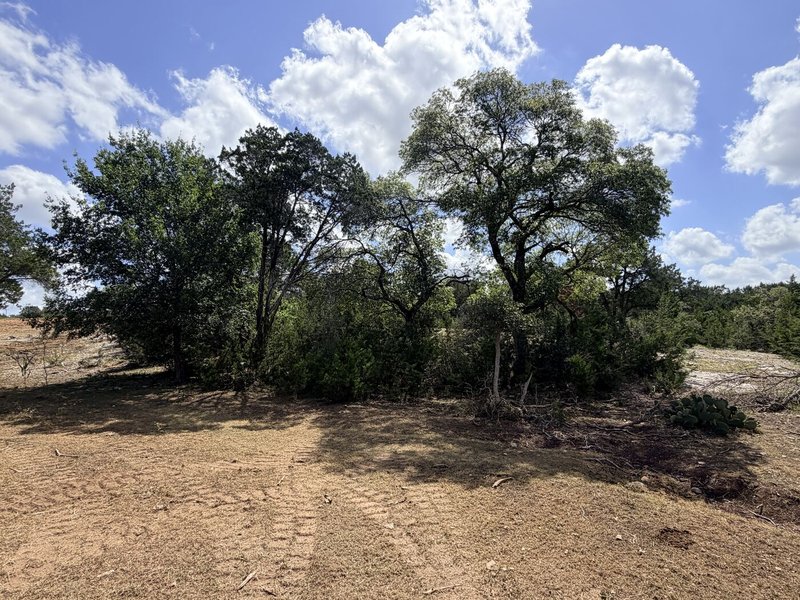 Before — Cedar Thicket Under Oaks - Wimberley, TX