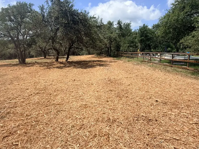Mulched ground and oak trees after clearing