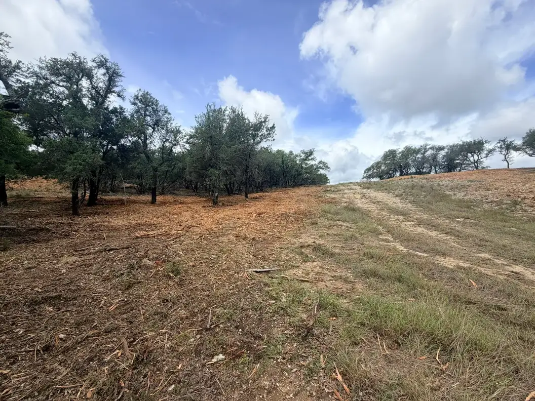 Open mulched ground and oaks under clouds