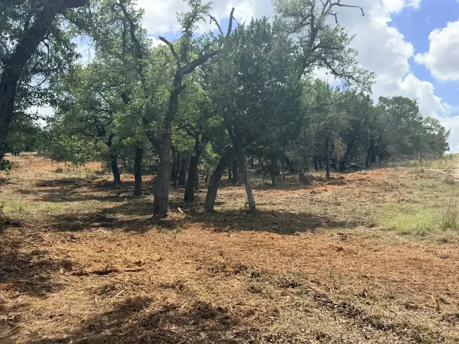 Oak grove with the understory mulched out near Fair Oaks Ranch, TX