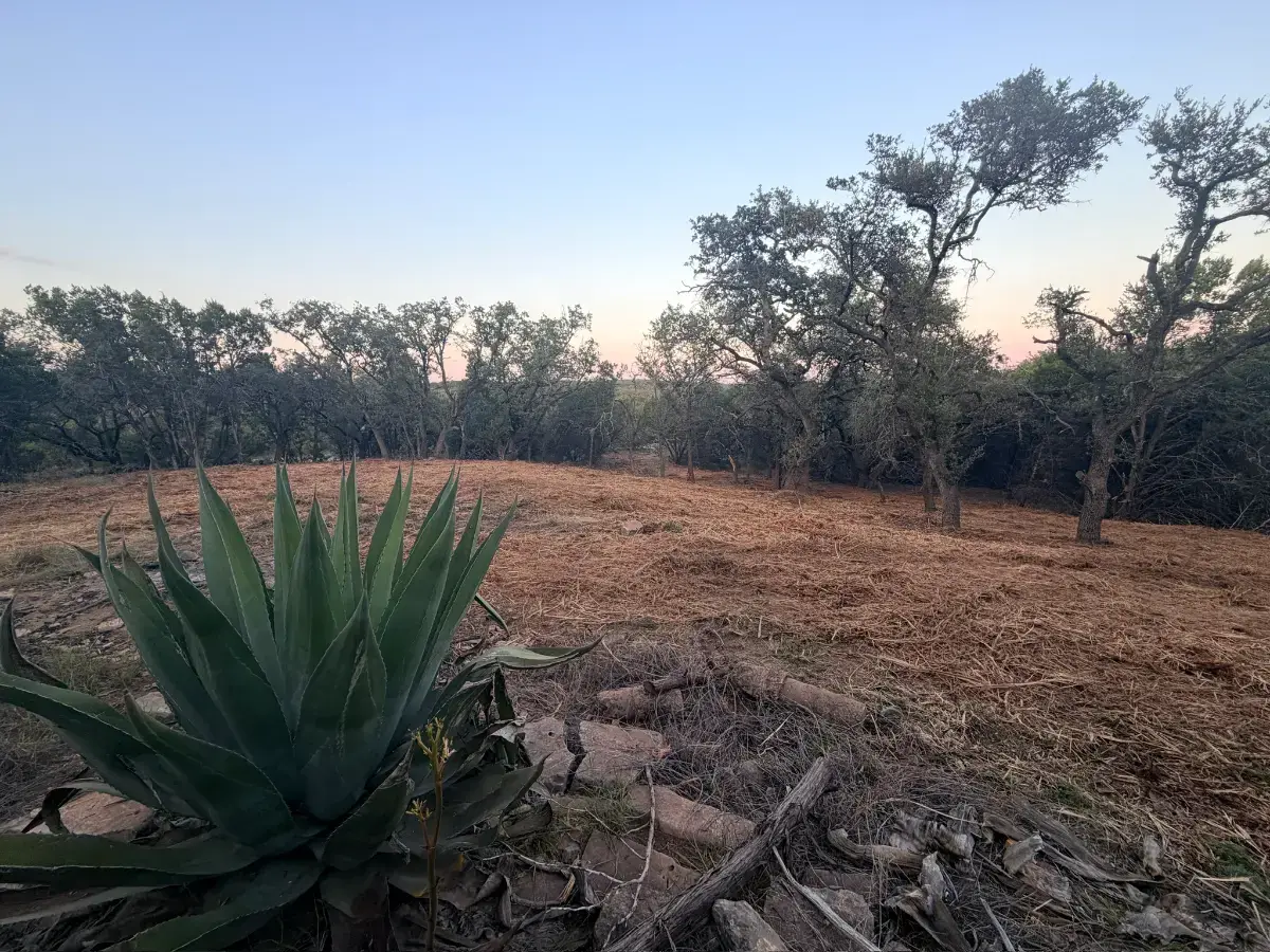 Agave left standing in a mulched clearing