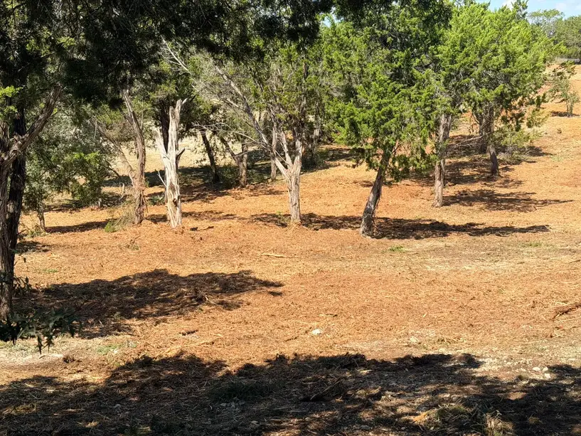 Trees left standing on freshly mulched ground near Fischer TX