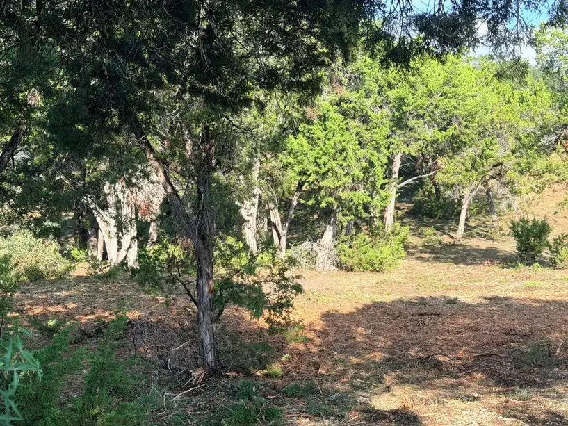 Green brush and young cedar under trees before mulching near Fischer TX