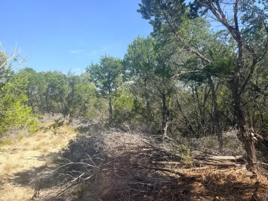 Cedar brush pile and thick understory before forestry mulching near Fischer TX