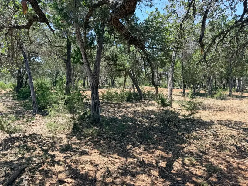 Oak woodland with understory thinned out