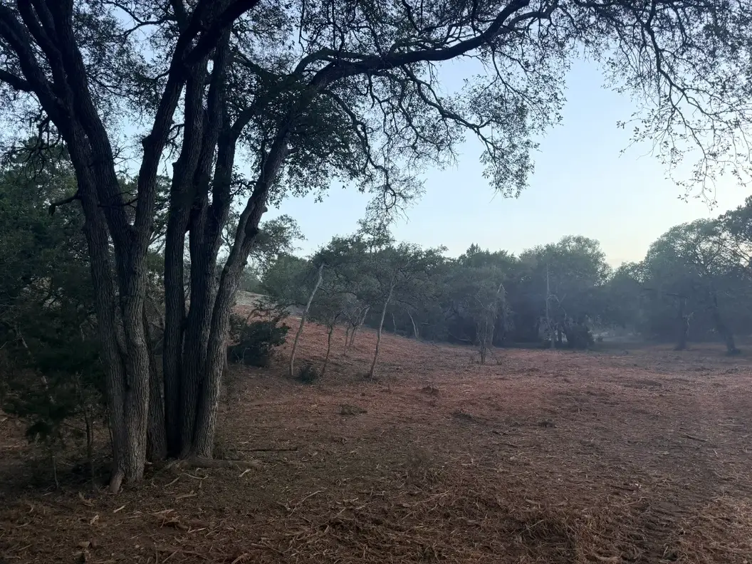 Large oak beside a mulched slope