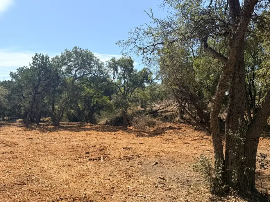 Oaks over freshly mulched ground