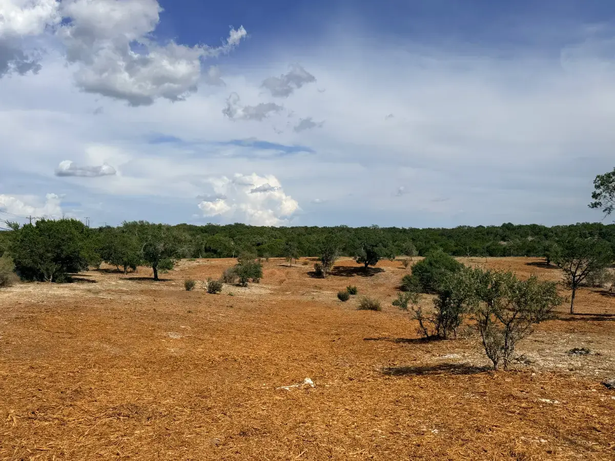 Wide open mulched ground with scattered trees