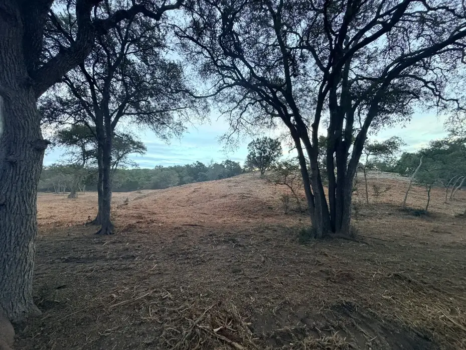 Large oaks framing a mulched open slope