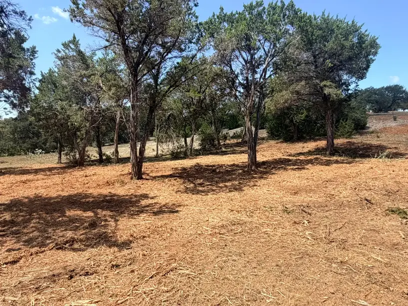 Row of trees on cleared mulched ground