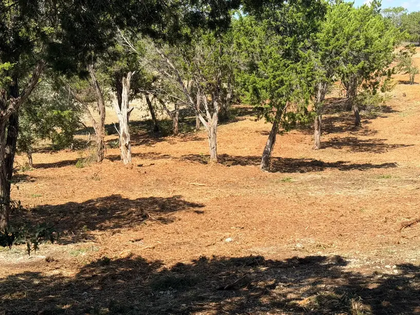 Trees left standing in a mulched clearing
