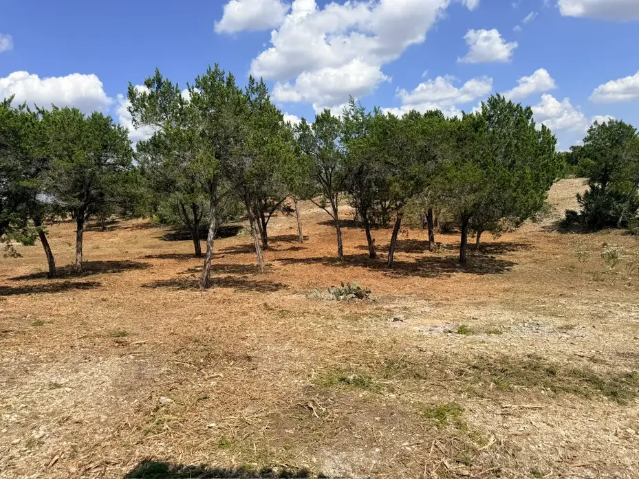 Stand of trees on freshly mulched ground