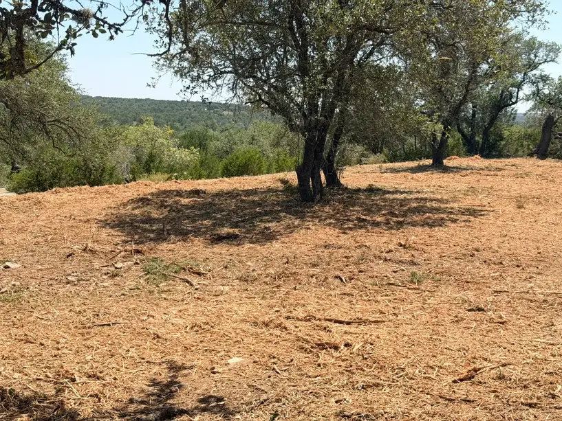 Oaks standing over freshly mulched ground