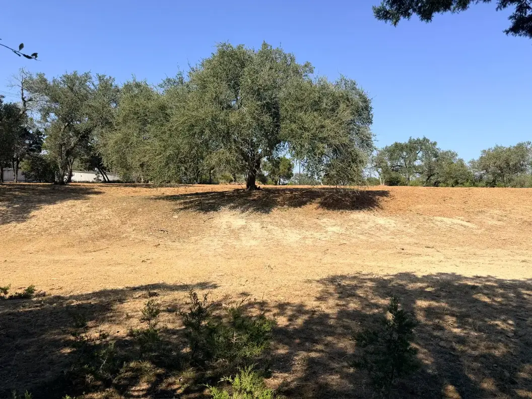 Mulched ground under live oaks
