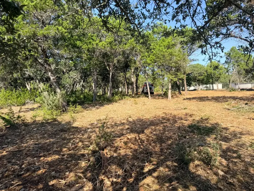 Brushy understory under trees before mulching