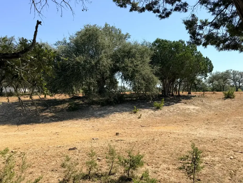 Brush under live oaks before mulching