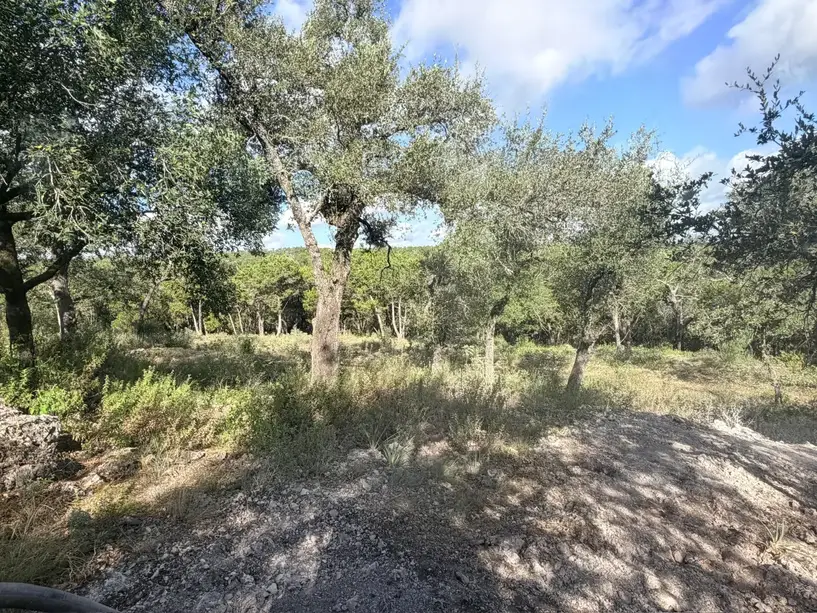 Rocky ground and brush under oaks before rock grinding